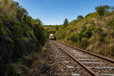 Tren acercándose entre monte nativo en un corte de las vías
